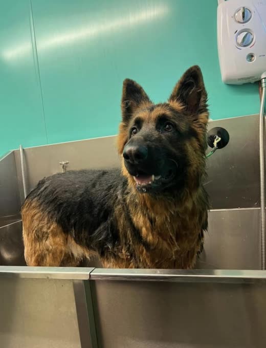 Dog being bathed in the salon's stainless steel tub