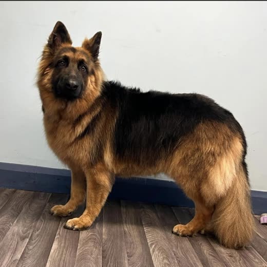 Finished groom: a glossy, fully dried and brushed long-coated German Shepherd